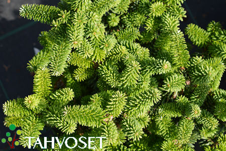 Abies balsamea 'Piccolo', k��pi�palsamipihta